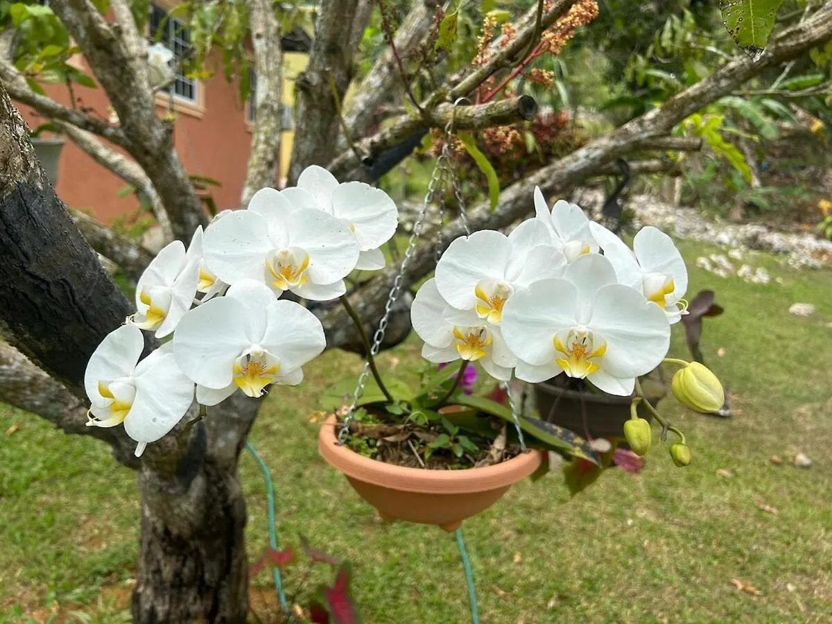Casa de Férias Paradise Palms Estate Newmarket Jamaica
